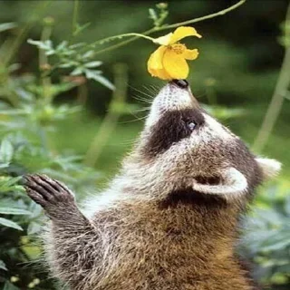 🌼 emoji Больше стиков тут: @stikery4 Telegram sticker 22 of 57