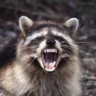 🤬 emoji Больше стиков тут: @stikery4 Telegram sticker 7 of 57