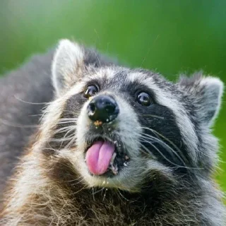🤪 emoji Больше стиков тут: @stikery4 Telegram sticker 10 of 57