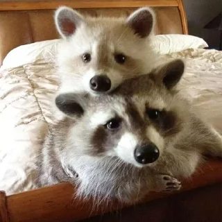 👫 emoji Больше стиков тут: @stikery4 Telegram sticker 9 of 57