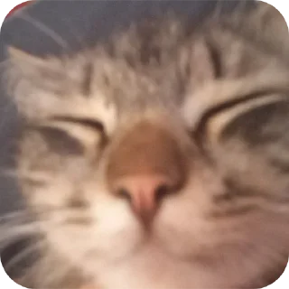 👍 emoji 😺 ➡️ @Ctikerubot Telegram sticker 14 of 34