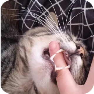 🐱 emoji 😺 ➡️ @Ctikerubot Telegram sticker 19 of 34