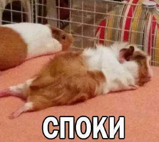 😴 emoji Морские свинки @BrHobbitgames Telegram sticker 7 of 39