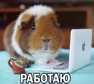 💪 emoji Морские свинки @BrHobbitgames Telegram sticker 21 of 39