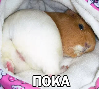 Sticker from Морские свинки @BrHobbitgames