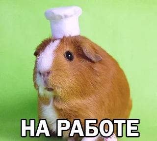 🧑‍🍳 emoji Морские свинки @BrHobbitgames Telegram sticker 22 of 39