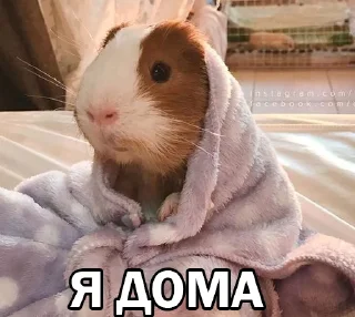 ☺️ emoji Морские свинки @BrHobbitgames Telegram sticker 23 of 39