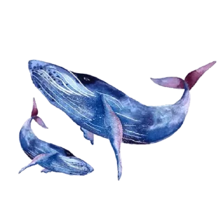 🐋 emoji @Madre_Tierra_5D 🌼 — @stckrRobot Telegram sticker 19 of 120
