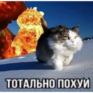 🤫 emoji Наркостопльский @хлебокомбинат Telegram sticker 9 of 29