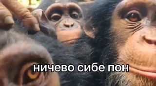 🤩 emoji Величайшие Поны @TgEmodziBot Telegram sticker 9 of 120