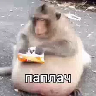 🤩 emoji Величайшие Поны @TgEmodziBot Telegram sticker 19 of 120