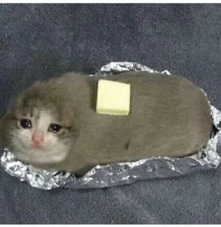 Sticker from SadCat