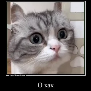 ☺️ emoji Любимые огурчика ➡️ @Ctikerubot Telegram sticker 3 of 51