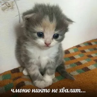 😣 emoji хуянские пряники Telegram sticker 8 of 42