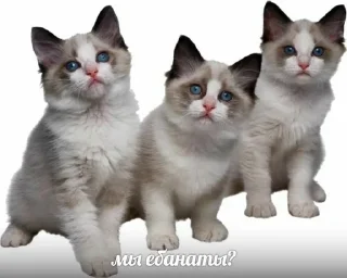 ❓ emoji хуянские пряники Telegram sticker 22 of 42