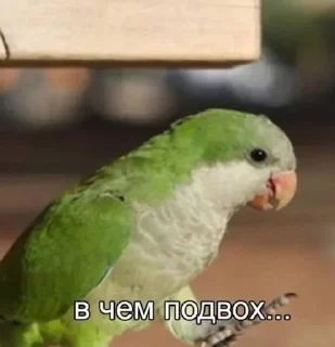 🤔 emoji хуянские пряники Telegram sticker 3 of 42