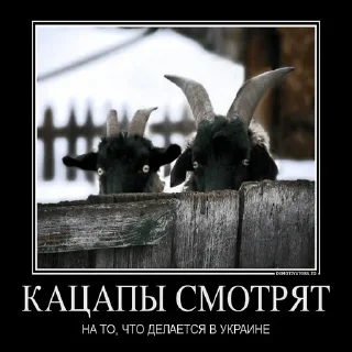 👀 emoji 👉 @MyCTZ -  БОЛЬШОЙ КАТАЛОГ 💢 — @stckrRobot Telegram sticker 18 of 118
