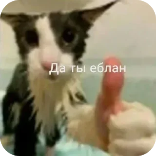 🐱 emoji Больше стикеров 👉🏻 @stickertg4 Telegram sticker 13 of 47