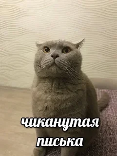 🤪 emoji Больше стикеров 👉🏻 @stickertg4 Telegram sticker 20 of 22