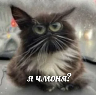 🥺 emoji Больше стикеров 👉🏻 @stickertg4 Telegram sticker 9 of 22