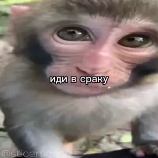 😍 emoji • обезьянки • » @sticersgerip « Telegram sticker 20 of 50