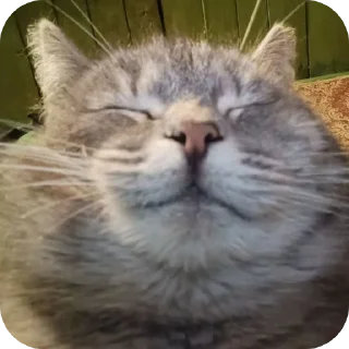 🐱 emoji ፱፱፱፱፱፱፱፱፱፱፱፱፱፱፱፱፱፱፱፱፱፱፱፱፱፱፱፱፱፱፱፱፱ Telegram sticker 22 of 120