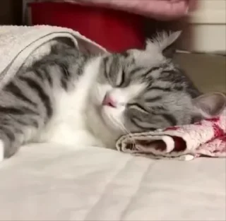 😴 emoji ፱፱፱፱፱፱፱፱፱፱፱፱፱፱፱፱፱፱፱፱፱፱፱፱፱፱፱፱፱፱፱፱፱ Telegram sticker 6 of 120