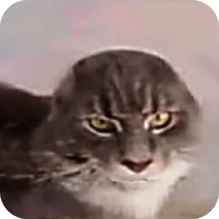 🐱 emoji ፱፱፱፱፱፱፱፱፱፱፱፱፱፱፱፱፱፱፱፱፱፱፱፱፱፱፱፱፱፱፱፱፱ Telegram sticker 23 of 120