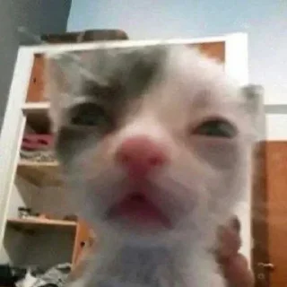 🐾 emoji лучшие детки и стас — @stckrRobot Telegram sticker 10 of 23