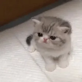 😡 emoji лучшие детки и стас — @stckrRobot Telegram sticker 6 of 23