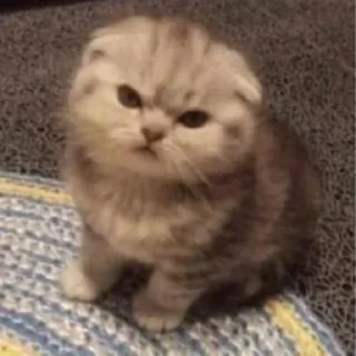 🐈‍⬛️ emoji лучшие детки и стас — @stckrRobot Telegram sticker 14 of 23