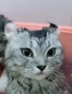 😶 emoji лучшие детки и стас — @stckrRobot Telegram sticker 16 of 23