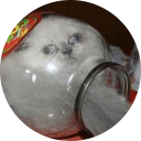 🍾 emoji Some Cats Telegram sticker 13 of 37