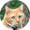 😥 emoji Some Cats Telegram sticker 20 of 37