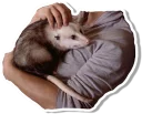 😞 emoji Opossum Telegram sticker 12 of 16