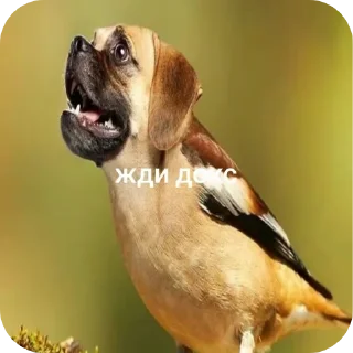 🐦 emoji Жди кокс Telegram sticker 6 of 27