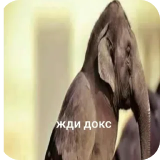 🐦 emoji Жди кокс Telegram sticker 7 of 27