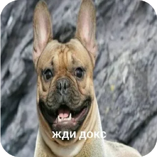 🐶 emoji Жди кокс Telegram sticker 13 of 27