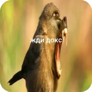 🐦 emoji Жди кокс Telegram sticker 9 of 27