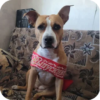 🐶 emoji Жди кокс Telegram sticker 19 of 27