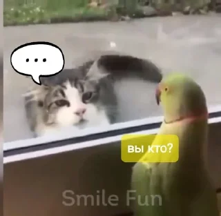 😐 emoji Коты-птицы-мемы Telegram sticker 8 of 108