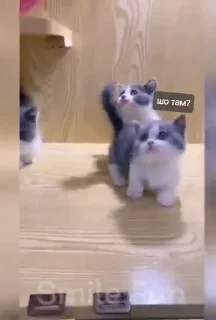 😺 emoji Коты-птицы-мемы Telegram sticker 15 of 108