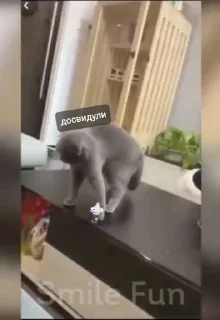 🚮 emoji Коты-птицы-мемы Telegram sticker 14 of 108