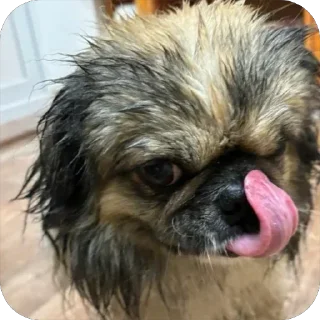 Sticker from Dogpiss