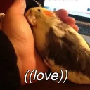 ❤ emoji Random bird stuff Telegram sticker 7 of 120