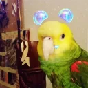 💖 emoji Random bird stuff Telegram sticker 18 of 120