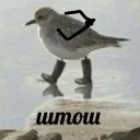 🦆 emoji АУЕ. — @stckrRobot Telegram sticker 17 of 105