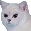 😡 emoji АУЕ. — @stckrRobot Telegram sticker 2 of 105