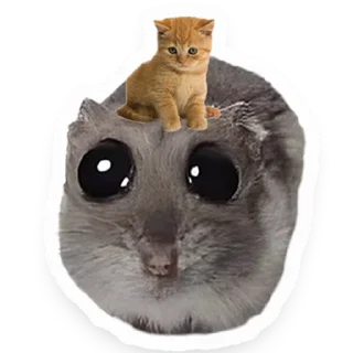 😺 emoji Хомяк Telegram sticker 22 of 91
