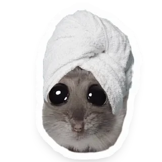 🛀 emoji Хомяк Telegram sticker 13 of 91
